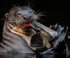 The Revitalization Of Giant Otters In Ecuador A Luxury Travel Blog Giant River Otter Otters River Otter