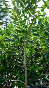 Image result for Rapanea