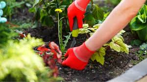 Many homeowners work very hard to maintain a green and weed free lawn through diligent care of their grass. How To Keep Weeds Out Of Raised Garden Beds Extremely Easy Methods Slick Garden