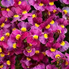 Image result for Nemesia