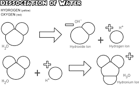 Acids and bases the degree of acidity or alkalinity (basic) is important in organisms. Acids Bases And The Dissociation Of Water