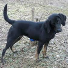 Black And Tan Lab Mix Pin On Congrats