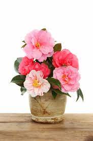 How To Care For Camellias Camellia Japonica Lots Of Gorgeous Pictures Camellia Flower Camellia Plant Planting Flowers