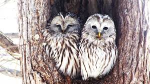 Spesies yang satu hidup di kawasan jepang dan sebagian lain ada di hokkaido. Berbagai Hewan Khas Jepang Dari Yang Imut Hingga Aneh Wexpats Guide