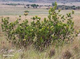 Image result for Protea gaguedi