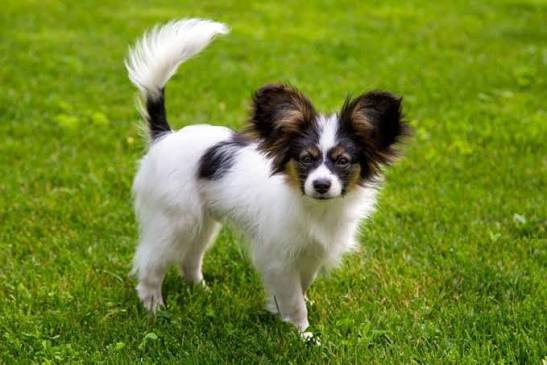 Papillon Dogs Breed - Information, Temperament, Size & Price | Lancaster  Puppies
