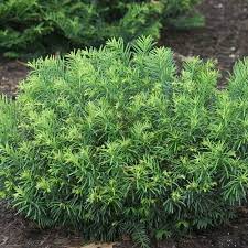 Duke Gardens Plum Yew Plants For Sale Online Japanese Plum Yew Shrub