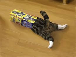 「ネコのまるちゃん」の画像検索結果