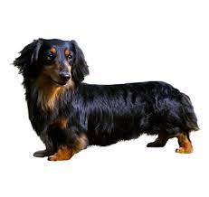 Video of four new girls, born 1/16: Long Haired Miniature Dachshund Dog Breed Information Purina