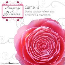Server Error Flower Quotes Flowers Online Flower Meanings
