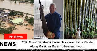 Administratively, the region is divided into seventeen primary local government units with their own separate elected mayors and councils who are coordinated by the metropolitan manila development authority, a national government agency headed by a chairperson directly. Look Giant Bamboos From Bukidnon To Be Planted Along Marikina River To Prevent Flood