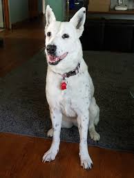 Black And White Blue Heeler Dogs White Heeler Austrailian Cattle Dog Cattle Dog Dogs