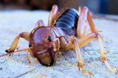 Image result for are potato bugs poisonous to humans