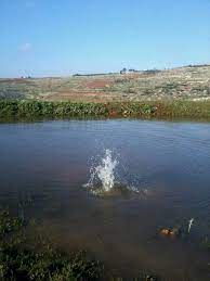 بركة السفرجل قرب الطيري river water outdoor