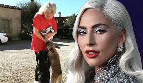 During an attack, lady gaga's dog walker was shot and two of her dogs were stolen. Yv8wykymwbmekm