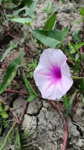 Image result for Ipomoea aquatica
