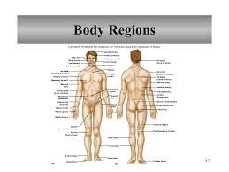 Just like on a map, a region refers to a certain area. Chapter 1 Introduction To Human Anatomy And Physiology