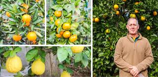 Click here for more info. Simply Citrus Nursery Grows Cold Hardy Varieties In Sc S Midlands South Carolina Department Of Agriculture