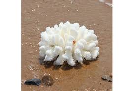 Check spelling or type a new query. Natural White Coral Aquarium Decoration Sea Shell Reef Flower Home Fish Tank Ornaments Wish