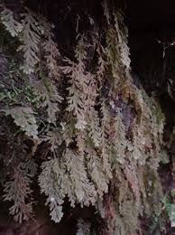 Image result for Hymenophyllum capillare