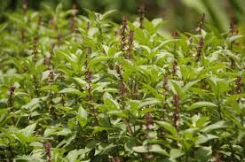 The basil used in cooking italian food is called 'thiruneerpachai' in tamil. Top 10 Health Benefits Of Basil Physical Fitness