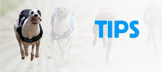 How to bet on dog races. Greyhound Racing Results Form Betting Tips Timeform