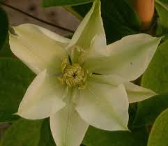 We did not find results for: Clematis Guernsey Cream Taylors Clematis