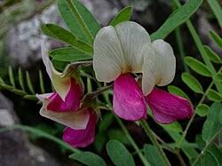 Image result for Tephrosia praecana