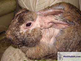 Image result for scabies rabbits ears