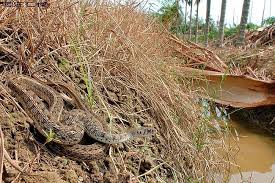 Image result for Amphiasma