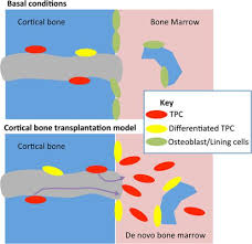 Long bone model / the musculoskeletal system is comprised of bones and connective tissue structures, such as cartilage, ligaments, and tendons. Perivascular Osteoprogenitors Are Associated With Trans Cortical Channels Of Long Bones Stem Cells X Mol