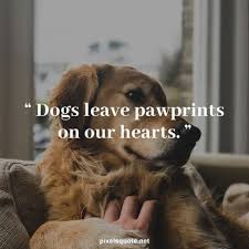 Jun 30, 2020 · if you're trying to show off your furry best friend, make sure you have the perfect dog caption or message. 51 Adorable Dog Quotes For Puppy Lovers Pixelsquote Net