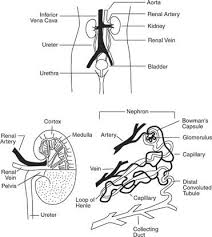 Excretory System Excretory System Biology Diagrams Life Science