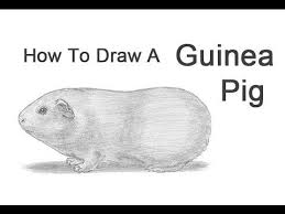 Pin On Guinea Piggies