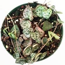 Image result for Ceropegia circinata