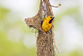 Common Birds Of West Texas Altamira Oriole Audubon Birds Birds Field Guide