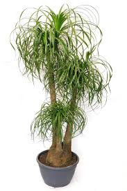 Image result for Beaucarnea recurvata