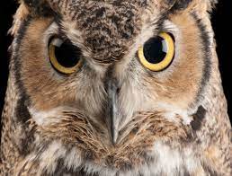 Check spelling or type a new query. National Geographic Photo Ark Great Horned Owl 1000 Piece Jigsaw Puz