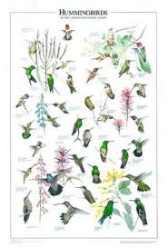 Hummingbird Poster Identification Chart Print Wild Birds