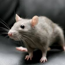 Looking for olive branch animal control adoptions or lost pet reports? Pest Control In Memphis North Ms Action Pest Control Inc