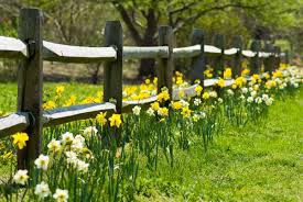 Think about what you want from your trees and privacy plantings. Unique Fencing Options