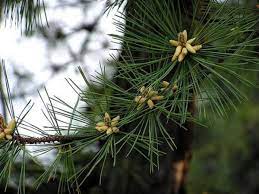 Check spelling or type a new query. Why Not To Limb Up Evergreen Trees Dengarden