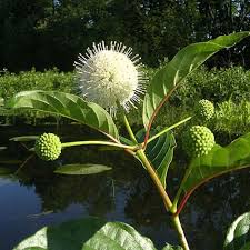 Image result for Cephalanthus
