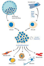 To better understand the research and stem cells in general, it's important to understand what the difference between each. Stem Cells From Embryonic Origin To Induced Pluripotency An Overview Enzo Life Sciences