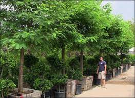 Tipu Tree For Sale In Houston Fast Growing Trees Desert Landscaping Backyard Fast Growing Trees Desert Trees