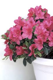Once they become established, azaleas should be watered every 10 to 14 days to a depth of 14 inches to 18 inches, the ifas extension recommends. How To Care For Azalea In Planters Guide To Growing Azaleas In Containers
