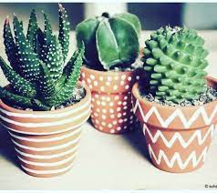 Tanaman hias kaktus mini dan sekulen pot bundar. Jual Pot Bunga Pot Unik Pot Hias Pot Kaktus Zebra Di Lapak Hagenesia Bukalapak