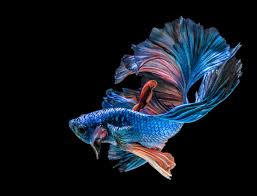 Blue Betta Fish Black Blue Fish 4k Wallpaper Hdwallpaper Desktop Betta Fish Betta Siamese Fighting Fish