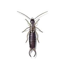 High rock pest control works closely with our clients to customize the services we provide based on their specific needs and circumstances. Earwig Identification Habits Behavior Russell S Pest Control