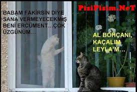 Yazili Kedi Resimleri Kedi Komik Kediler Komik Hayvan